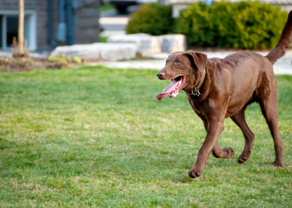#27. Chesapeake Bay Retrievers